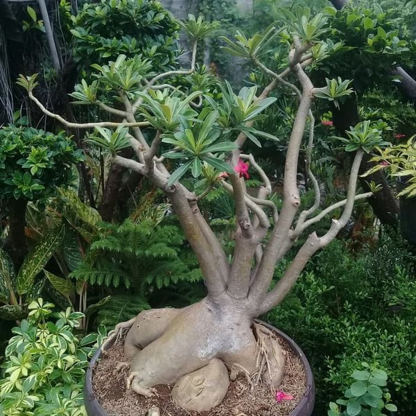 Detail Kamboja Jepang Bonsai Nomer 51