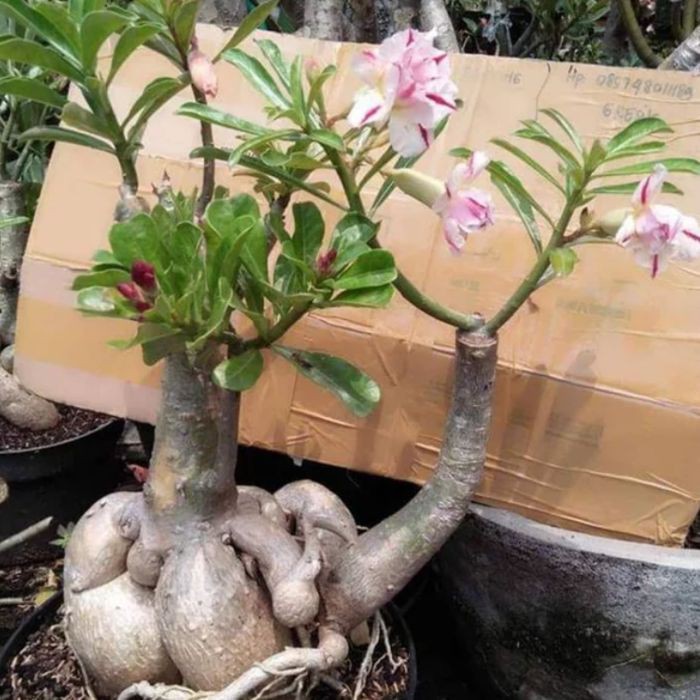 Detail Kamboja Jepang Bonsai Nomer 53