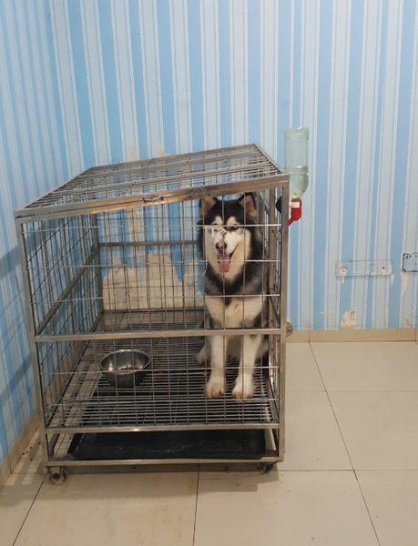 Detail Kandang Anjing Husky Nomer 34