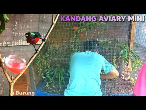 Detail Kandang Aviary Burung Nomer 47