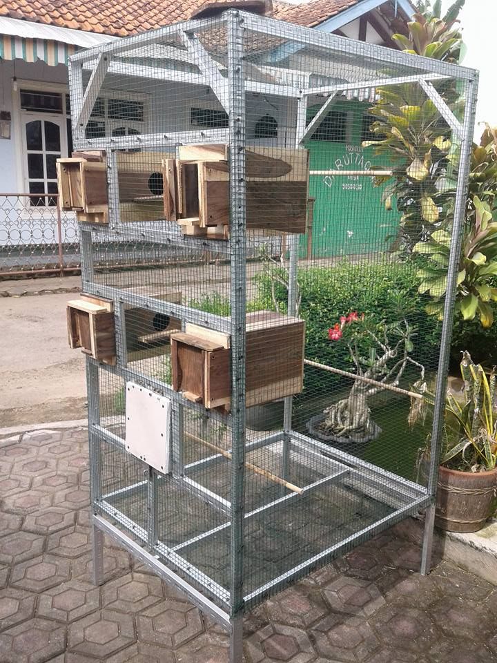 Detail Kandang Aviary Lovebird Nomer 2