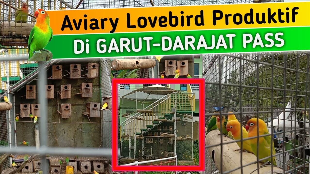 Detail Kandang Aviary Lovebird Nomer 3