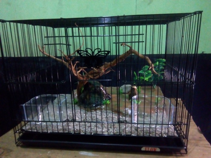 Detail Kandang Aviary Lovebird Nomer 44