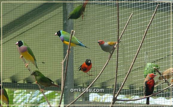 Detail Kandang Aviary Lovebird Nomer 9