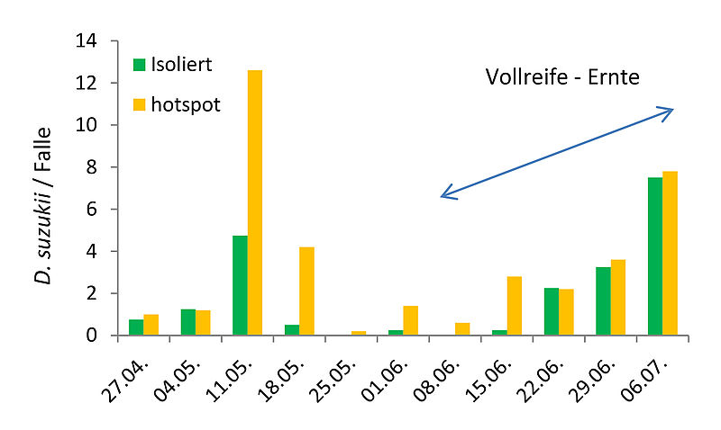 Detail Holunderbeeren Reifezeit Nomer 4