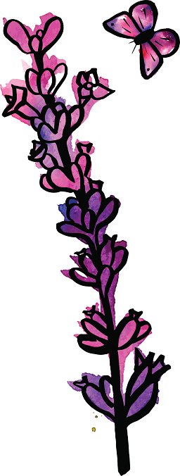 Detail Lavender Drawing Nomer 25
