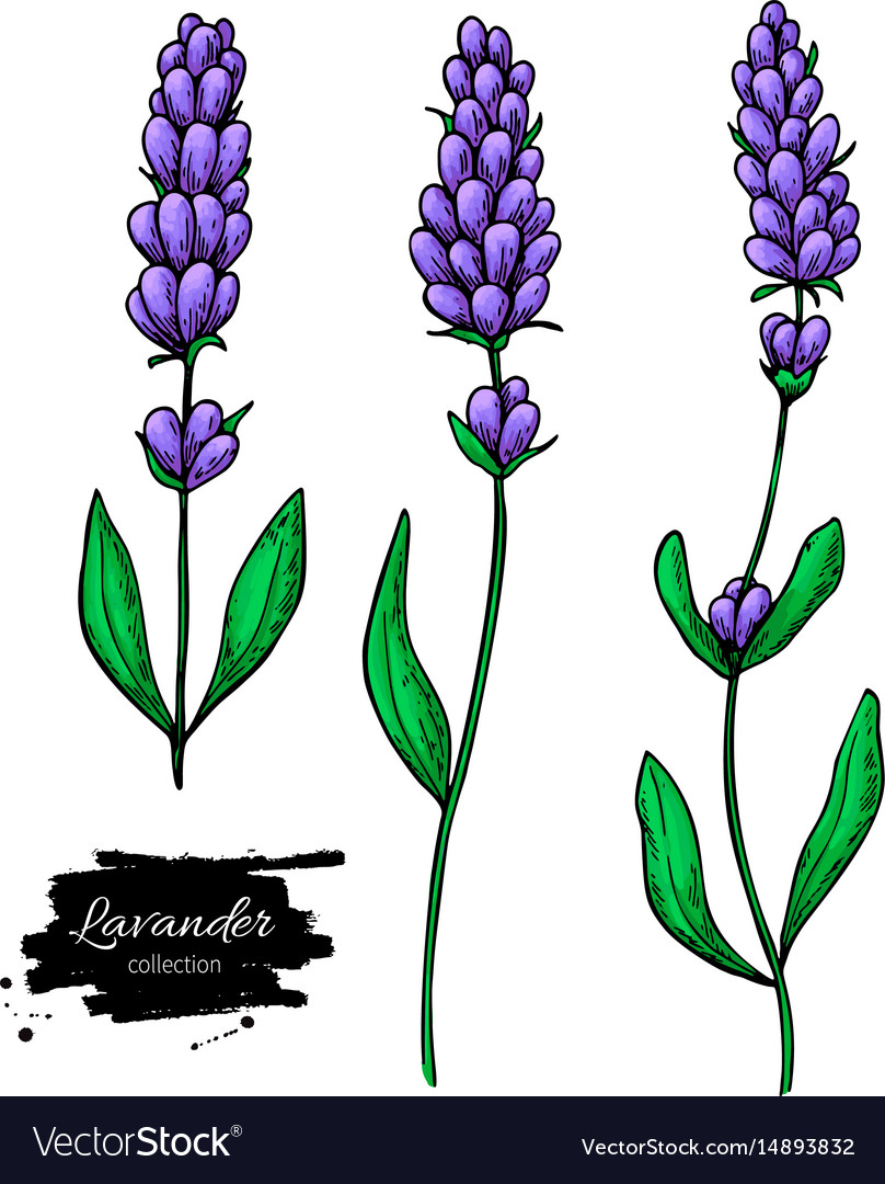 Detail Lavender Drawing Nomer 7