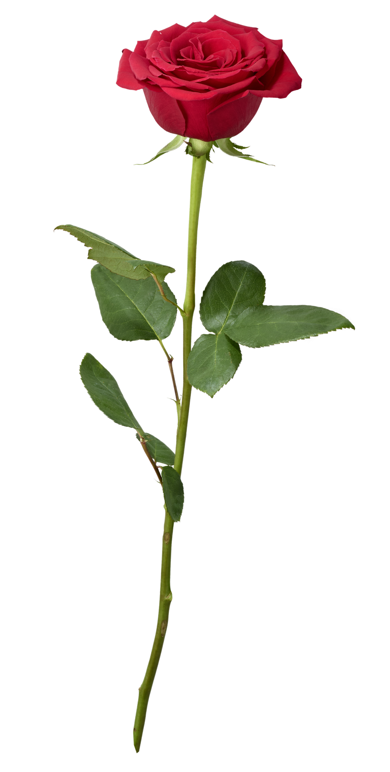 Rosen Zeichnung - 25+ Koleksi Gambar