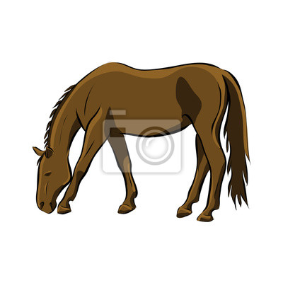 Detail Rotbraunes Pferd Nomer 6