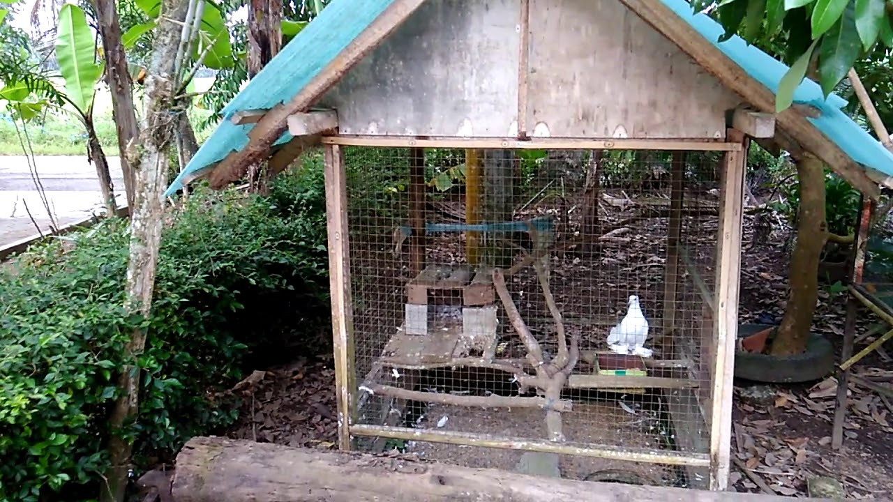 Detail Kandang Ayam Hias Depan Rumah Nomer 38
