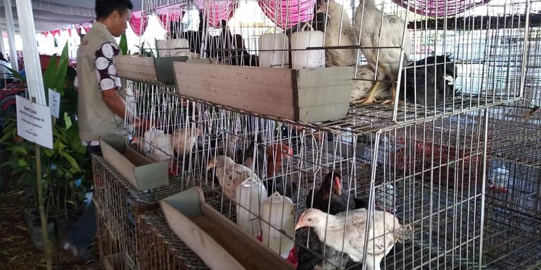 Detail Kandang Baterai Ayam Broiler Nomer 14