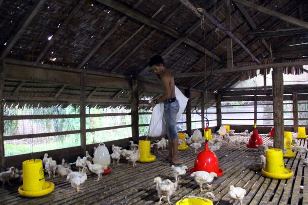 Detail Kandang Baterai Ayam Broiler Nomer 30