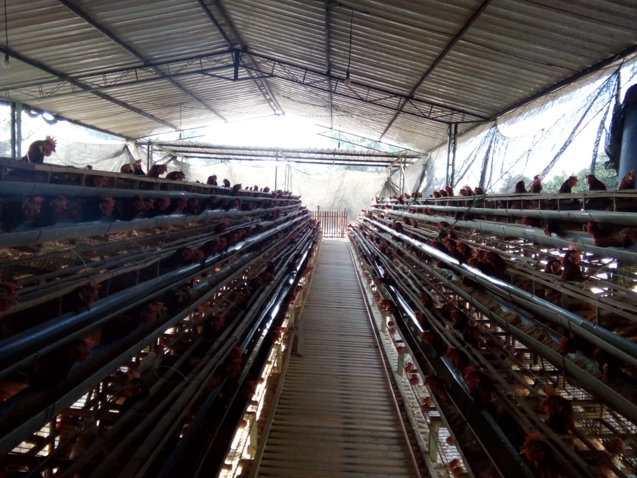 Detail Kandang Baterai Ayam Broiler Nomer 41