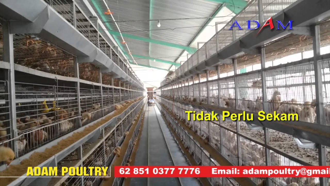 Detail Kandang Baterai Ayam Broiler Nomer 43