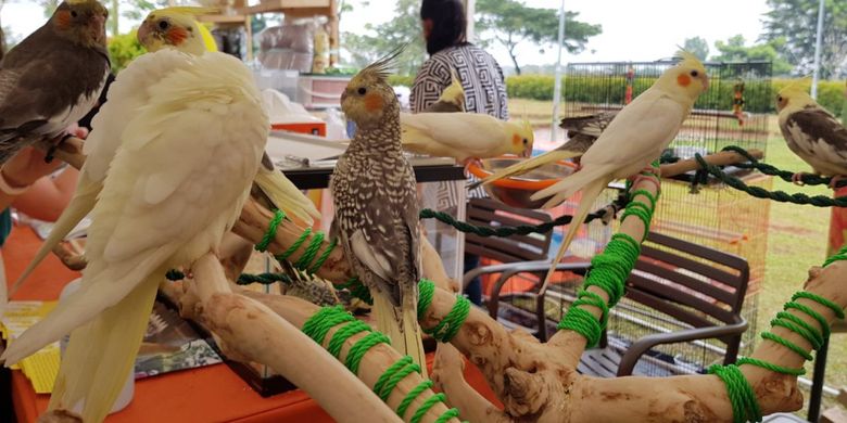 Detail Kandang Burung Di Dalam Rumah Nomer 35