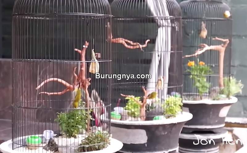 Detail Kandang Burung Di Dalam Rumah Nomer 54