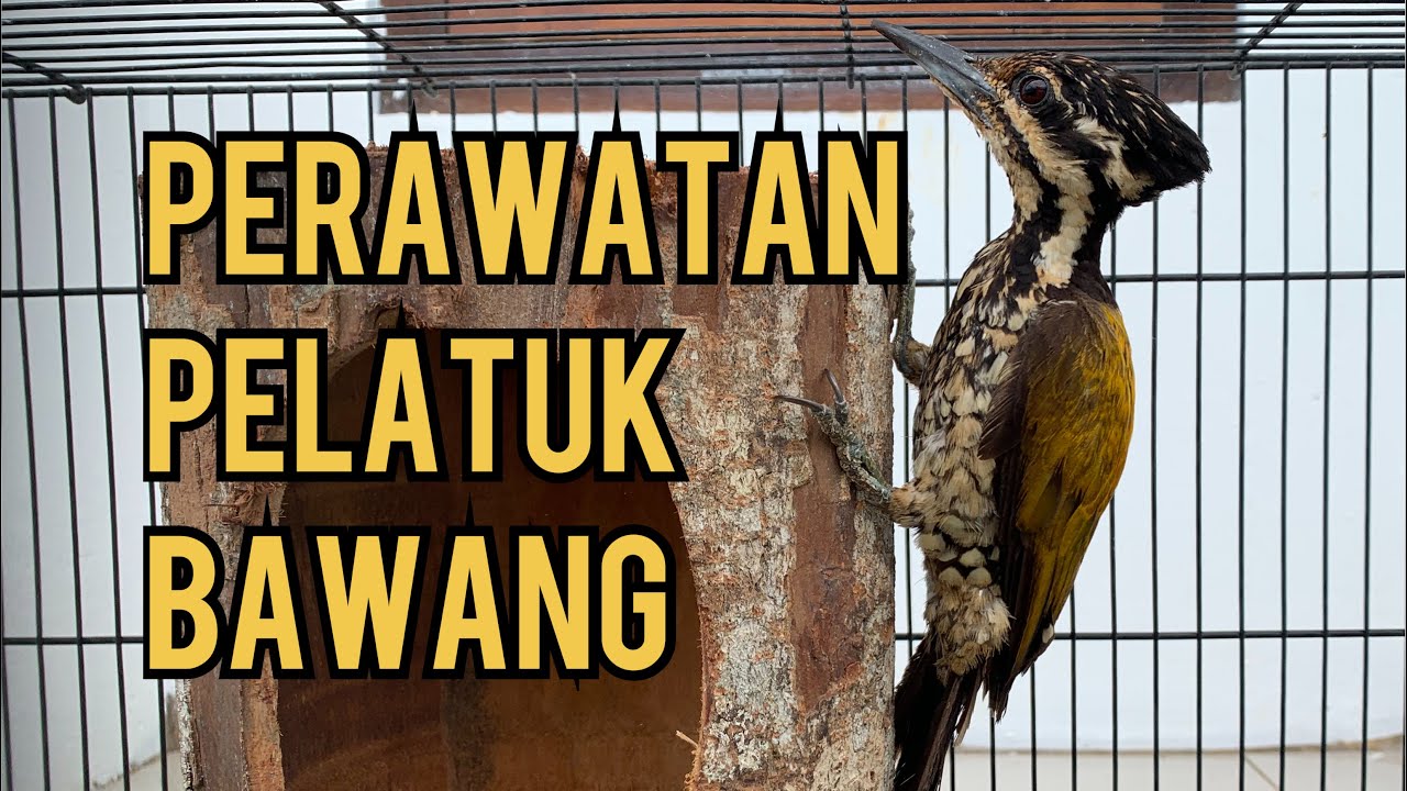 Detail Kandang Burung Pelatuk Nomer 38