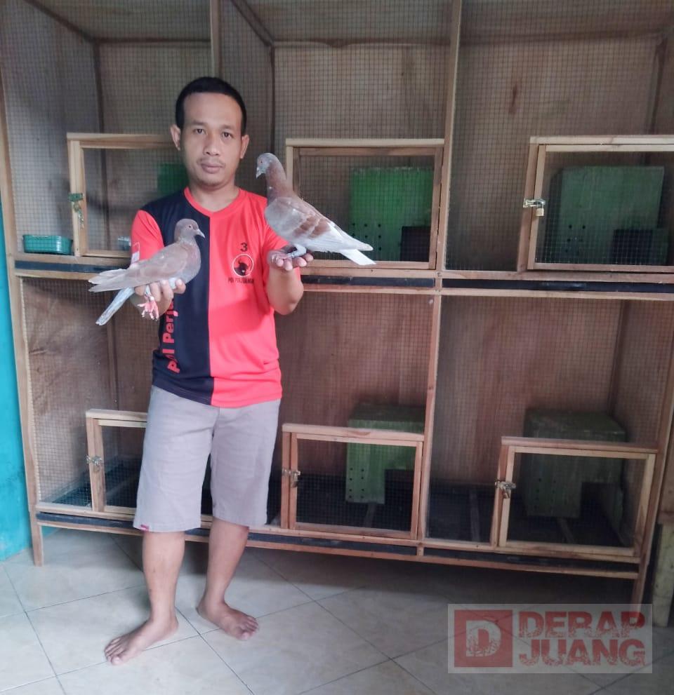 Download Kandang Ternak Merpati Balap Nomer 8
