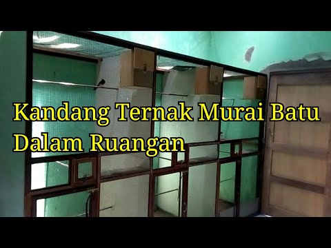 Detail Kandang Ternak Murai Batu Dalam Rumah Nomer 29