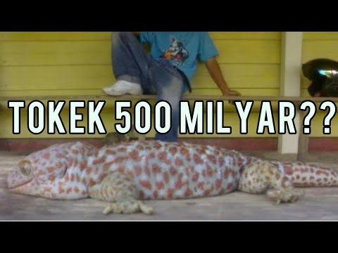 Detail Kandang Tokek Rumah Nomer 30