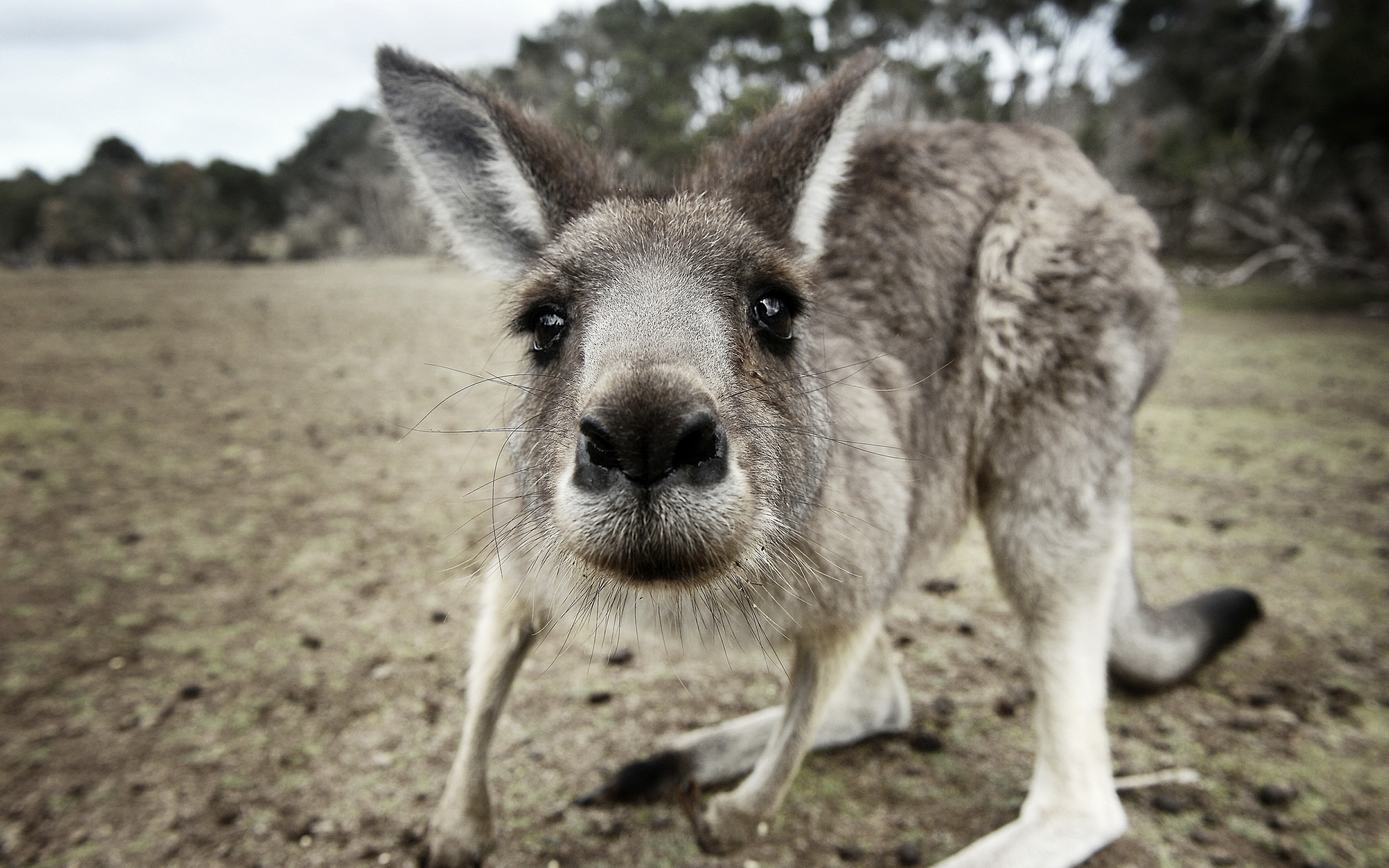 Detail Kangaroo Background Nomer 11