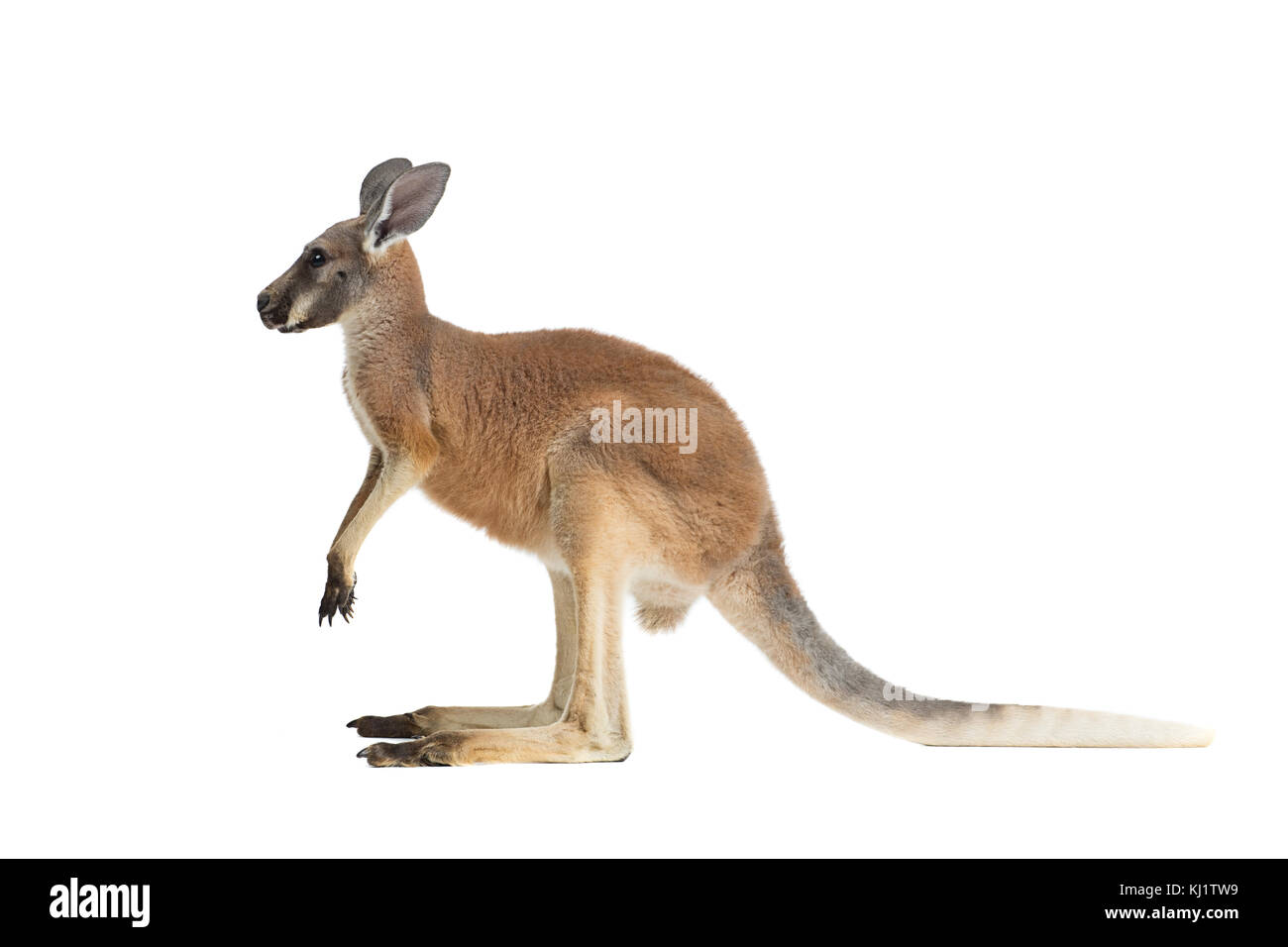 Detail Kangaroo Background Nomer 18