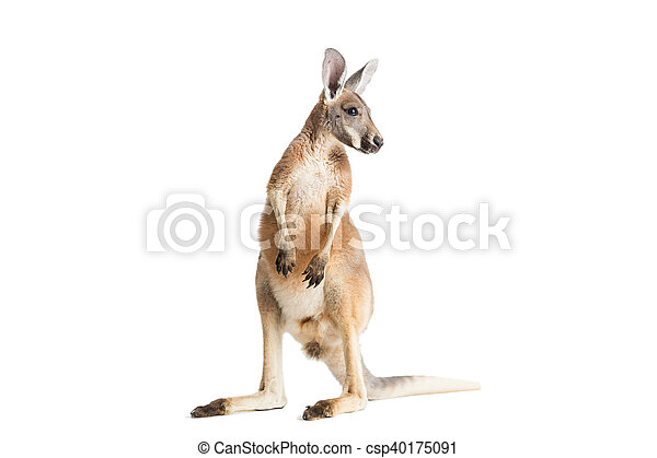Detail Kangaroo Background Nomer 22