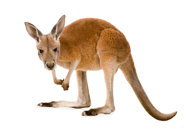Detail Kangaroo Background Nomer 27