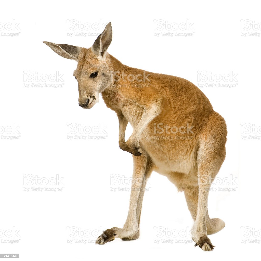 Detail Kangaroo Background Nomer 35