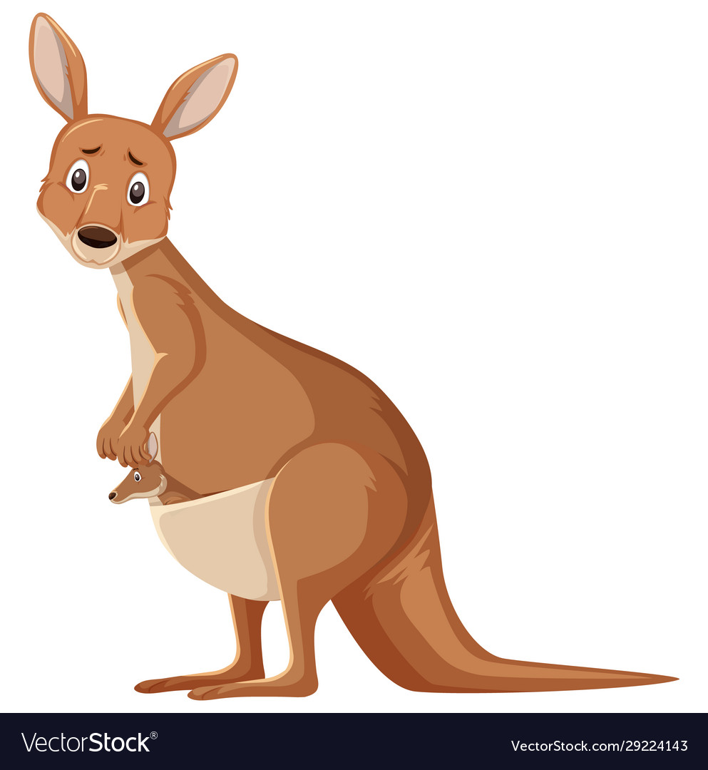 Detail Kangaroo Background Nomer 39