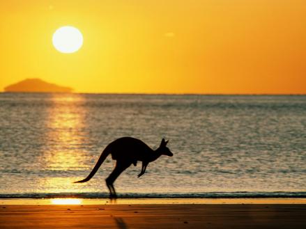 Detail Kangaroo Background Nomer 44