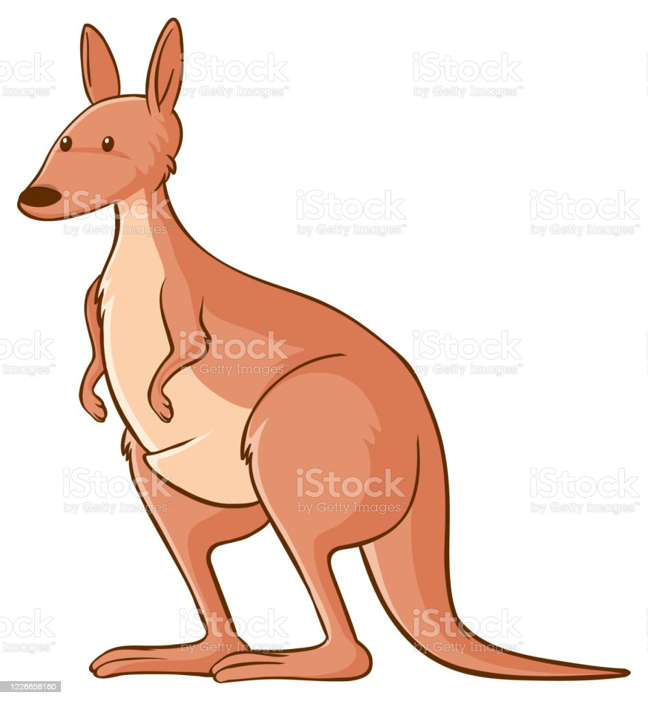Detail Kangaroo Background Nomer 50
