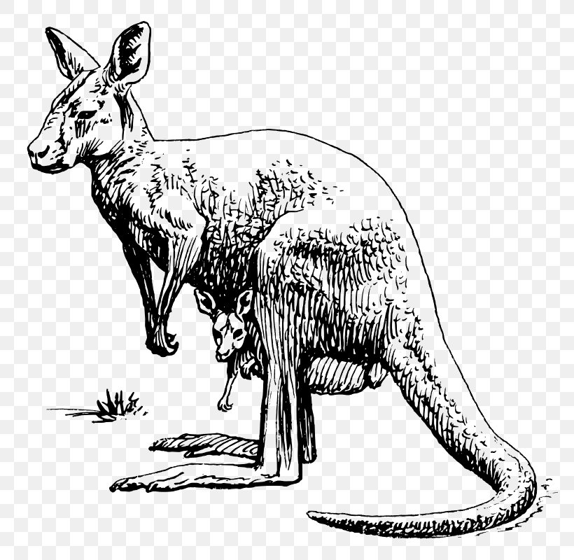 Detail Kangaroo Clipart Black And White Nomer 17