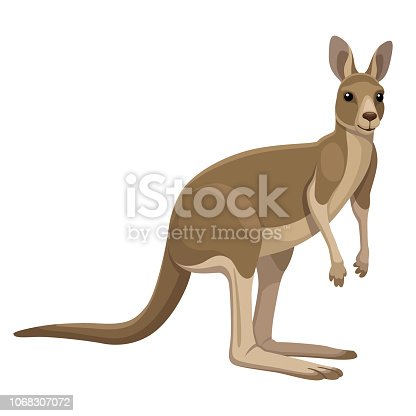 Detail Kangaroo Image Nomer 47