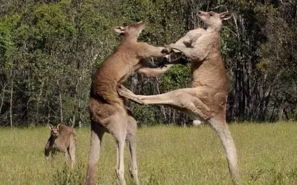 Detail Kangaroo Muay Thai Nomer 38