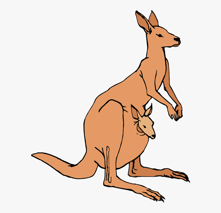 Detail Kangaroo No Background Nomer 20