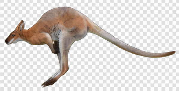 Detail Kangaroo No Background Nomer 22
