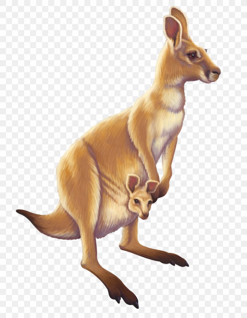 Detail Kangaroo No Background Nomer 34