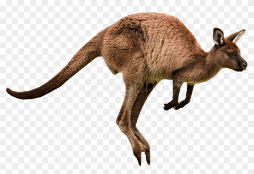 Detail Kangaroo No Background Nomer 7