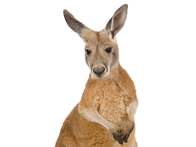 Detail Kangaroo No Background Nomer 8