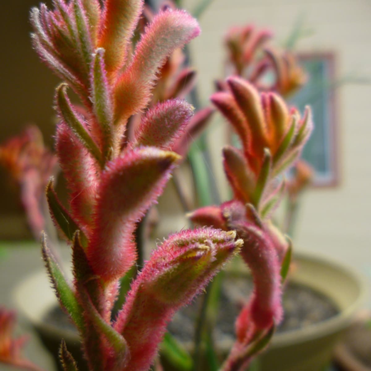 Detail Kangaroo Paw Paint Color Nomer 33