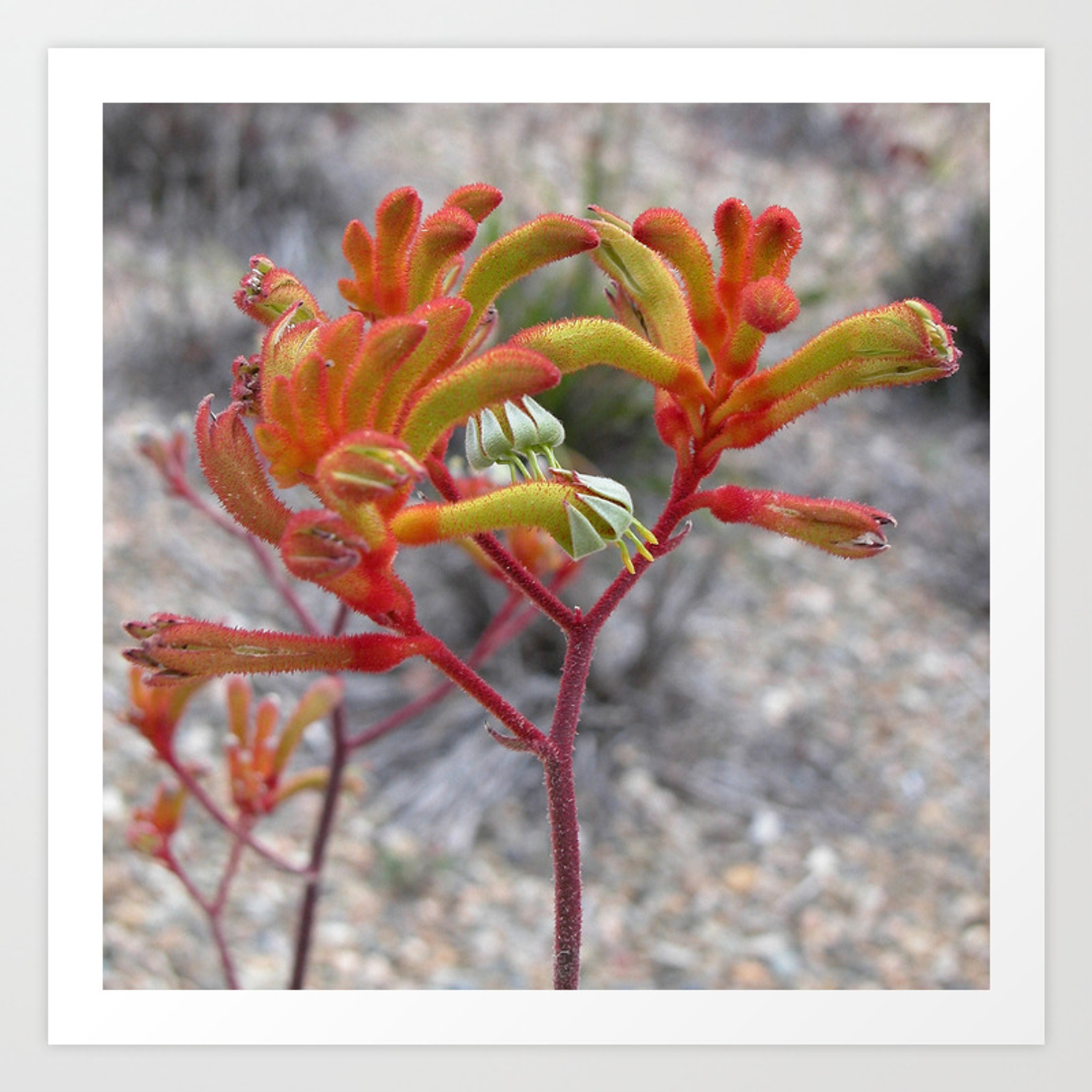 Detail Kangaroo Paw Paint Color Nomer 47