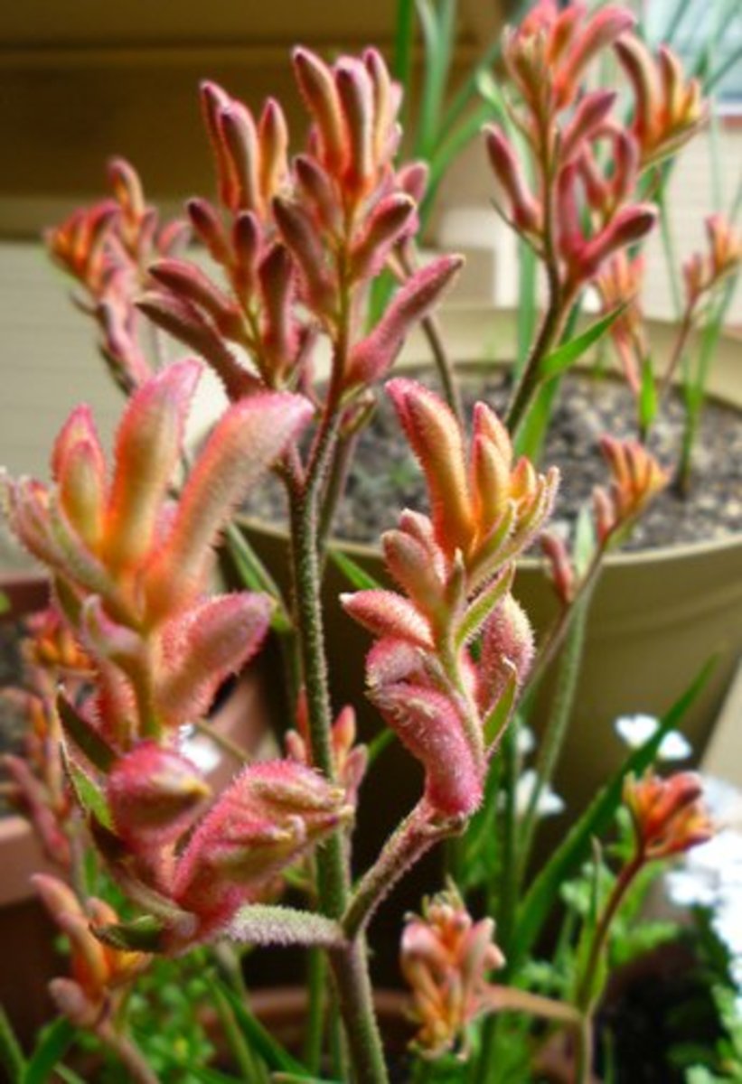 Detail Kangaroo Paw Paint Color Nomer 59