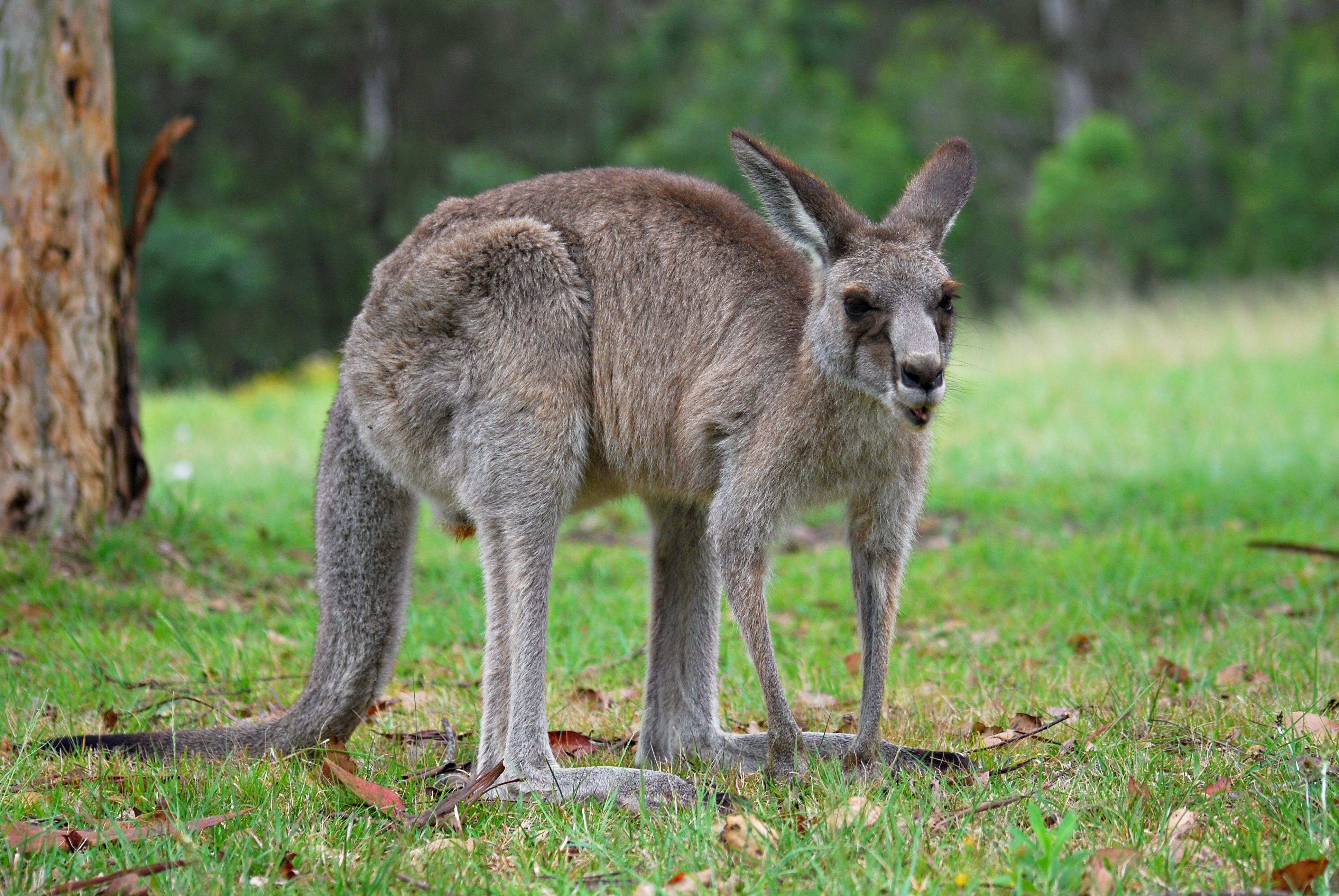 Kangaroo Photo - KibrisPDR