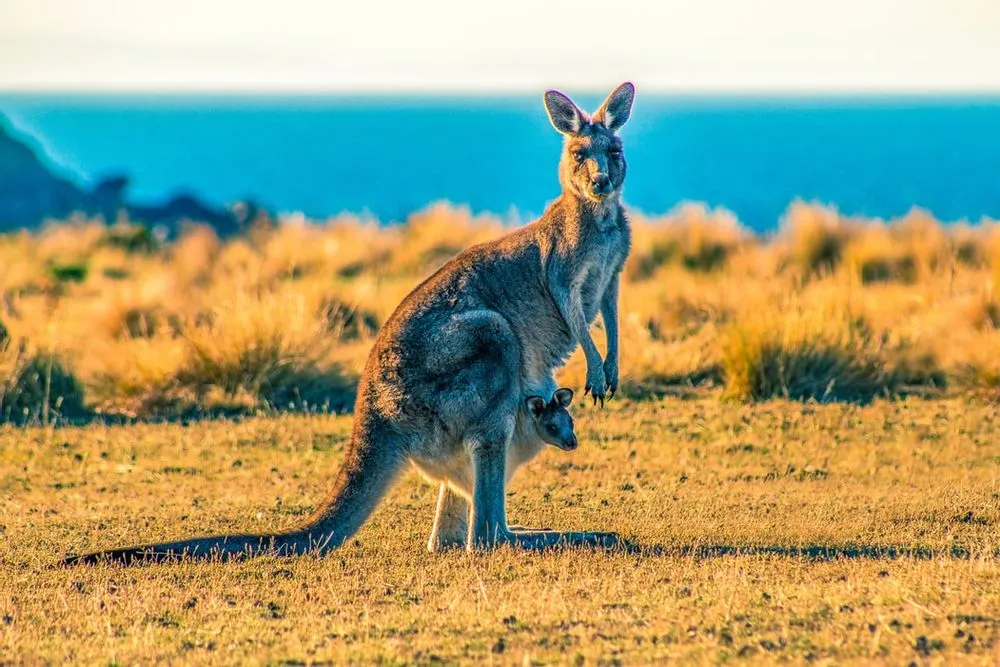 Detail Kangaroo Pics Nomer 49