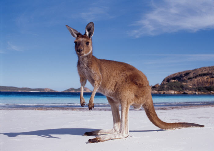 Kangaroo Pictures In Australia - KibrisPDR