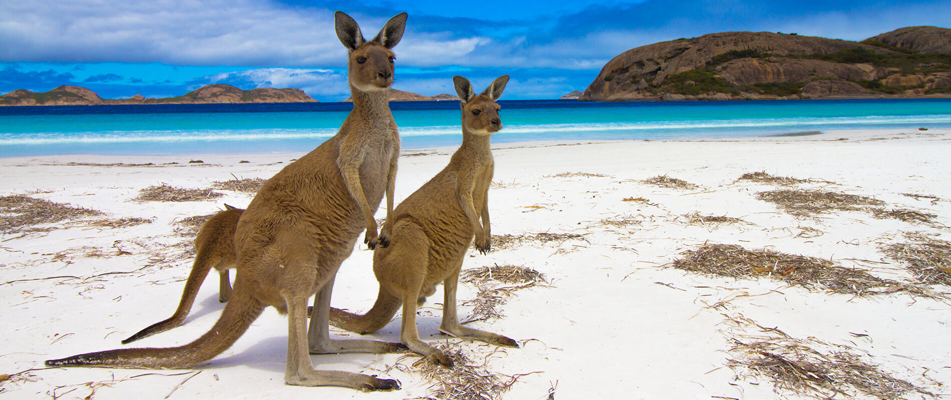Detail Kangaroo Pictures In Australia Nomer 16