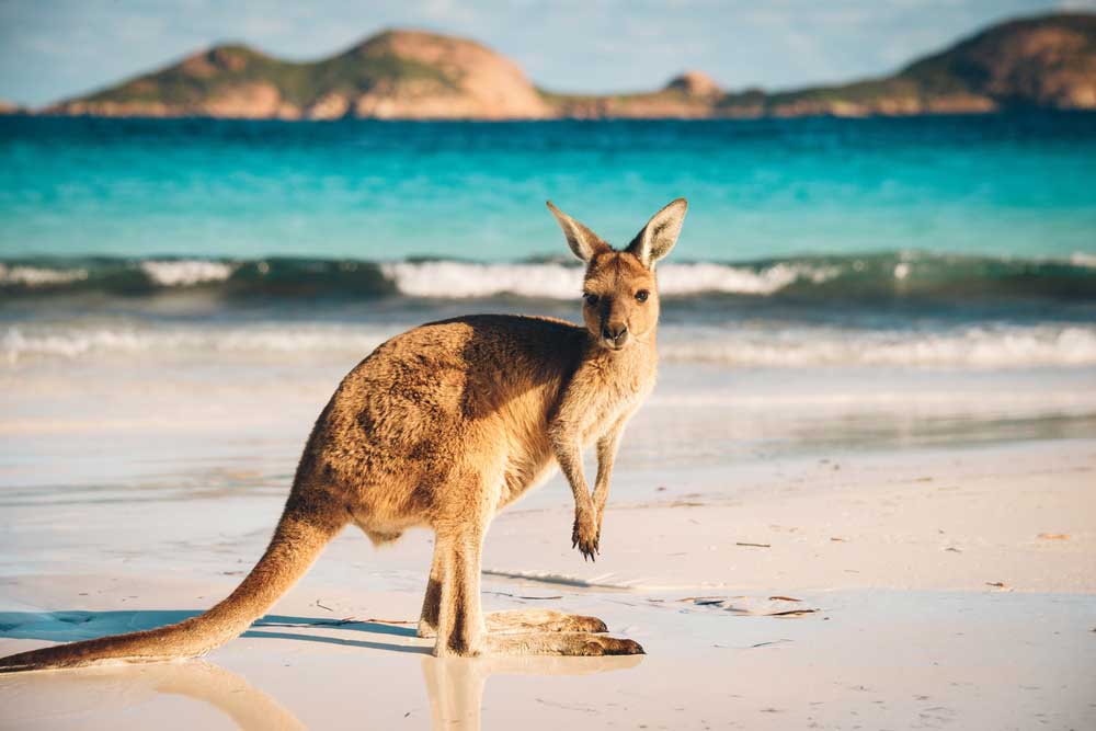 Detail Kangaroo Pictures In Australia Nomer 3