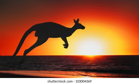 Detail Kangaroo Pictures In Australia Nomer 21