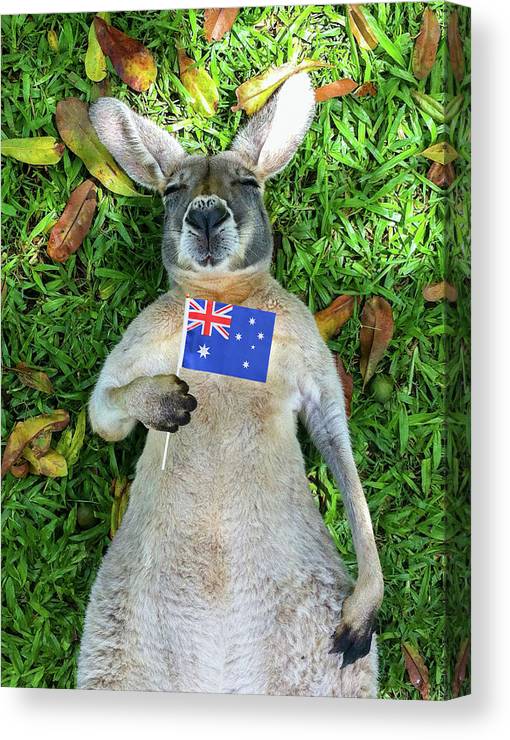 Detail Kangaroo Pictures In Australia Nomer 26
